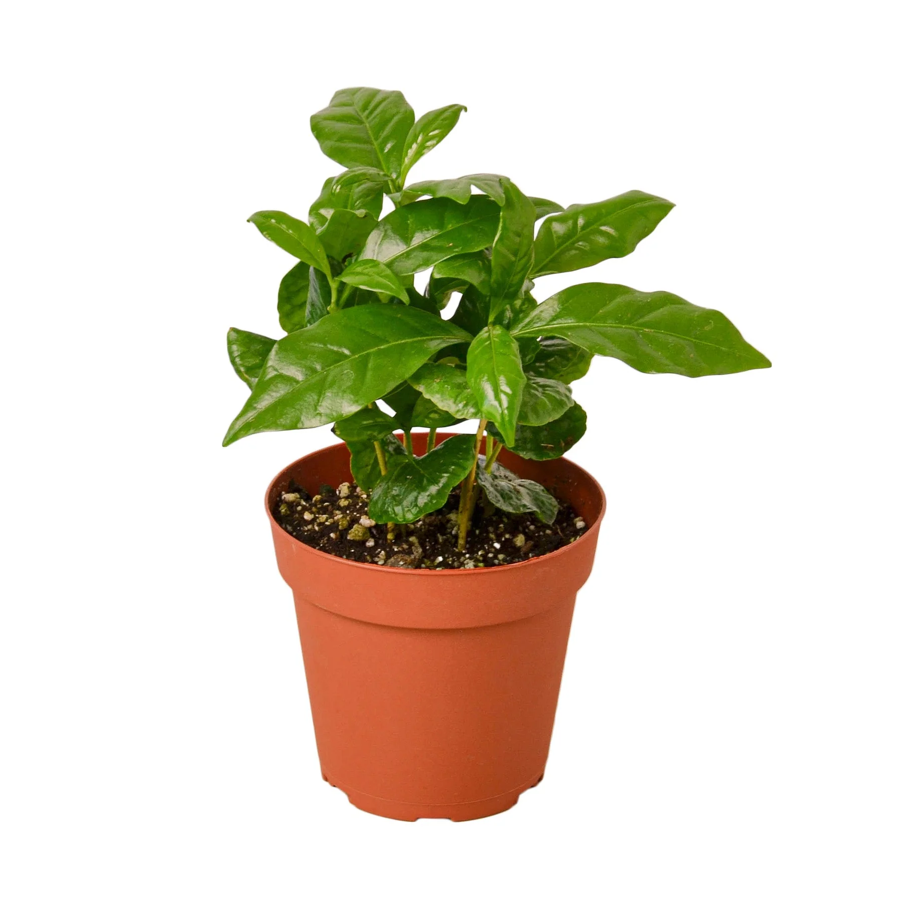 All Houseplants